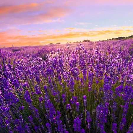 In - Balaton 54377 *