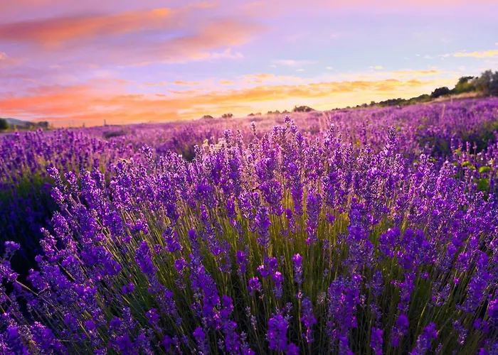 In - Balaton 54377 *