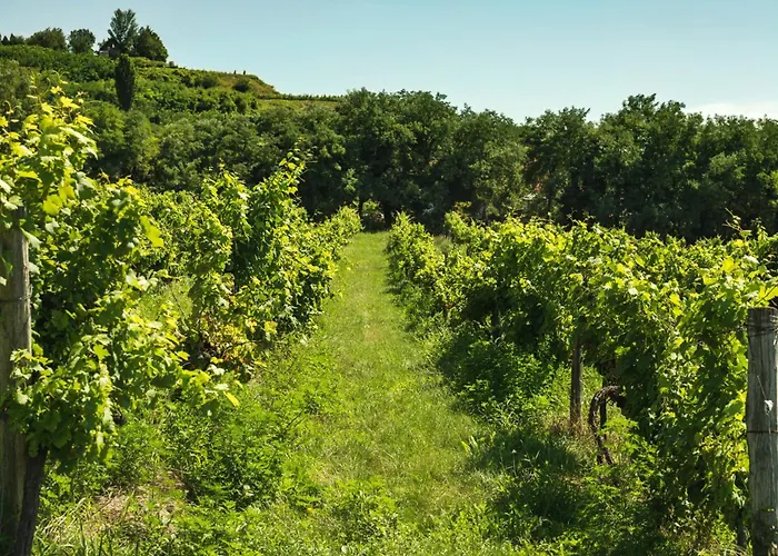 In - Balaton 54377 케츨리